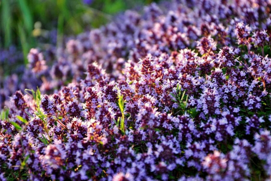 Thyme boosts potency